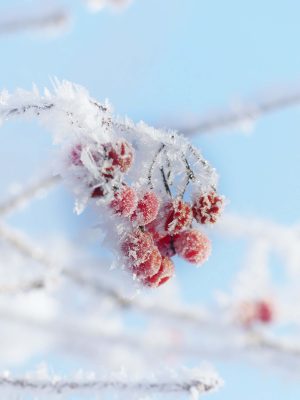 yule berries