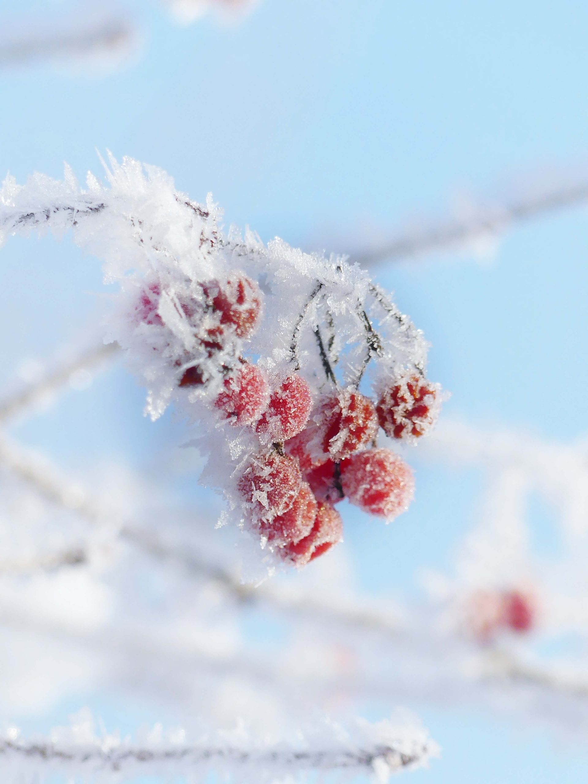 yule berries